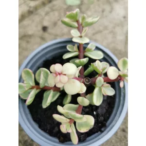 Portulacaria affra Variegata