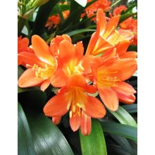 Clivia miniata - Klívia