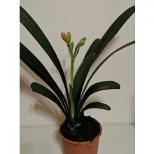 Clivia miniata - Klívia