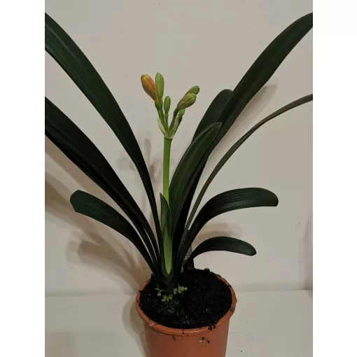 Clivia miniata - Klívia