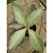 Kalanchoe sp.