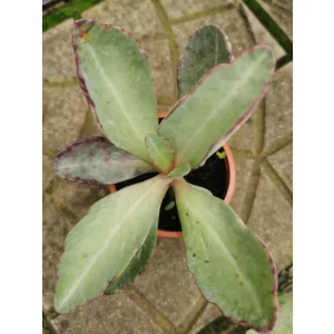 Kalanchoe sp.