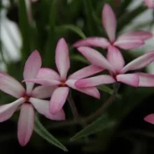 Rhodoxis Fanny