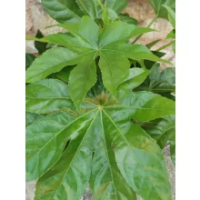 Japánarália - Fatsia japonica