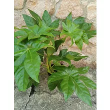 Japánarália - Fatsia japonica