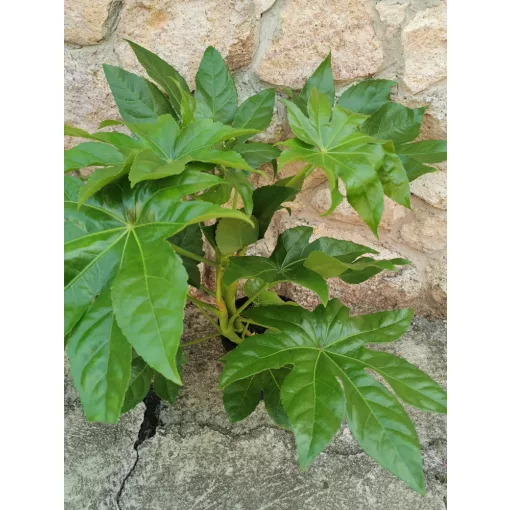 Japánarália - Fatsia japonica