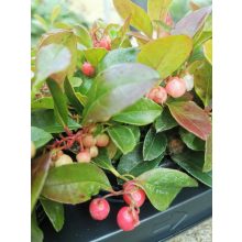 Fajdbogyó - Gaultheria procumbens