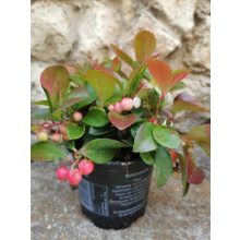 Fajdbogyó - Gaultheria procumbens