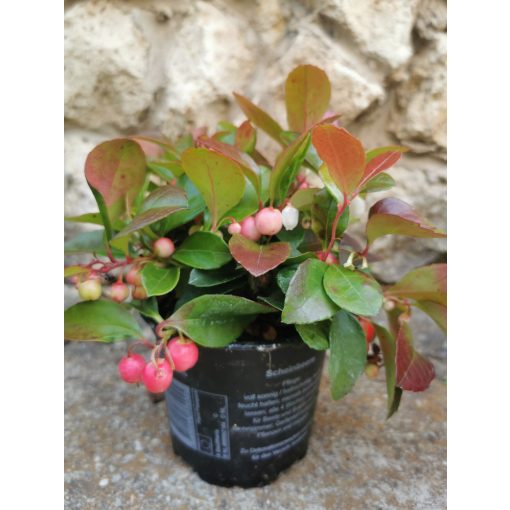 Fajdbogyó - Gaultheria procumbens