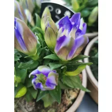 Hegyi encián - Gentiana Blue Heart