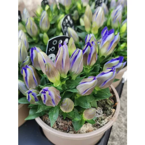 Hegyi encián - Gentiana Blue Heart