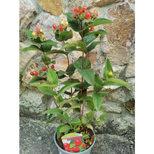 Szagtalan orbáncfű - Hypericum × inodorum Magical Lightning