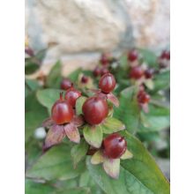 Szagtalan orbáncfű - Hypericum × inodorum Magical Universe