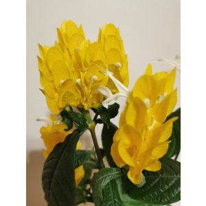 Nyalókavirág - Pachystachys lutea