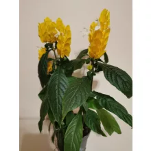 Nyalókavirág - Pachystachys lutea