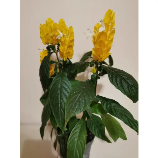 Nyalókavirág - Pachystachys lutea