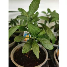 Nyalókavirág - Pachystachys lutea