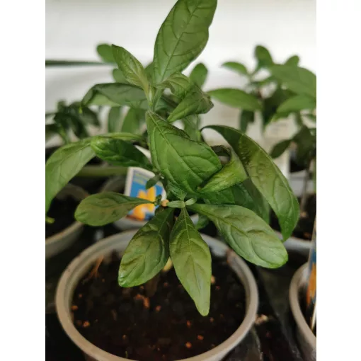 Nyalókavirág - Pachystachys lutea