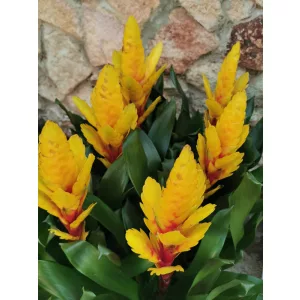 Vriesia Intenso Yellow