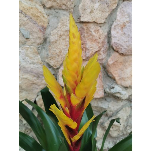 Vriesia Intenso Yellow