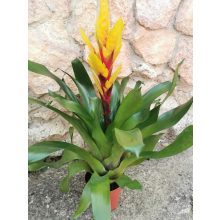 Vriesia Intenso Yellow