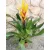 Vriesia Intenso Yellow