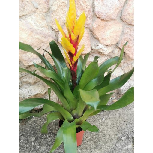 Vriesia Intenso Yellow