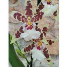 Beallara Renaissance White