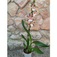 Beallara Renaissance White