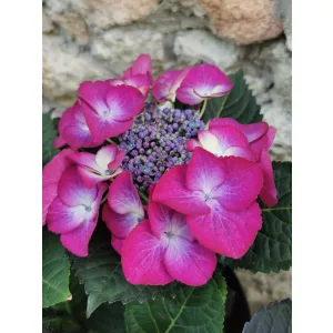 Tányéros hortenzia - Hydrangea macrophylla Teller Lila