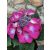 Tányéros hortenzia - Hydrangea macrophylla Teller Lila