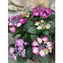 Tányéros hortenzia - Hydrangea macrophylla Teller Lila