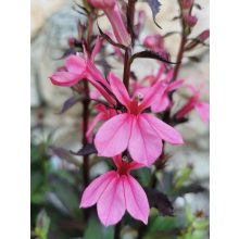 Pompás lobélia - Lobelia Cinnabar Rose