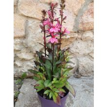 Pompás lobélia - Lobelia Cinnabar Rose