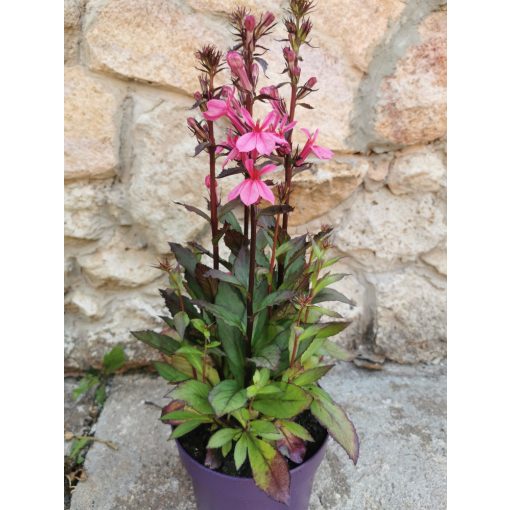 Pompás lobélia - Lobelia Cinnabar Rose