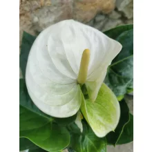 Flamingóvirág - Anthurium Sierra White