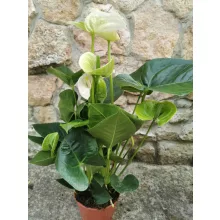 Flamingóvirág - Anthurium Sierra White