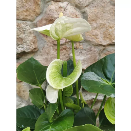Flamingóvirág - Anthurium Sierra White