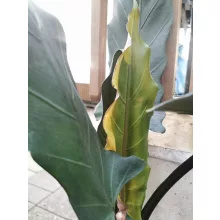 Alocasia lauterbachiana