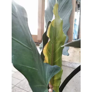 Alocasia lauterbachiana