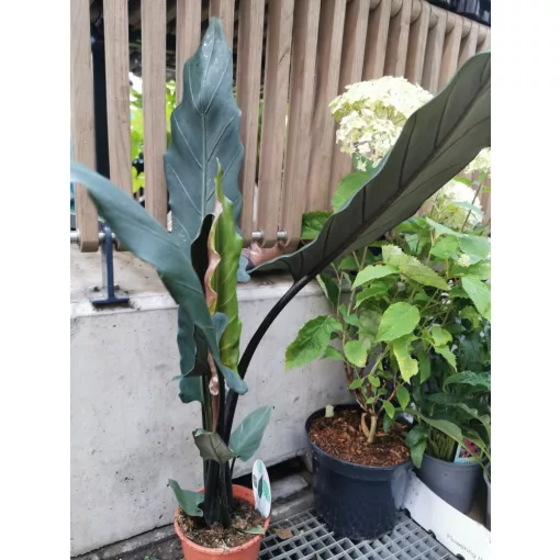 Alocasia lauterbachiana