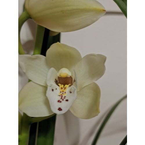 Cymbidium sp. 1 (nem virágzó)