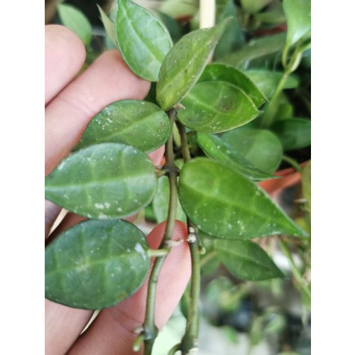 Hoya lacuncosa