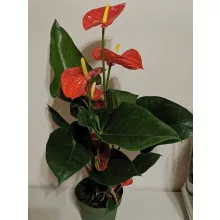 Flamingóvirág - Anthurium andreanum Madural