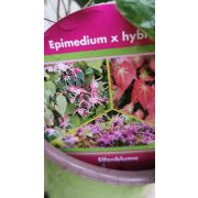 Nagyvirágú tündérvirág - Epimedium grandiflorum