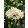 Lagerstroemia Acoma - Selyemmirtusz