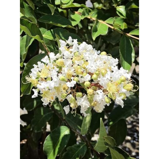 Lagerstroemia Acoma - Selyemmirtusz