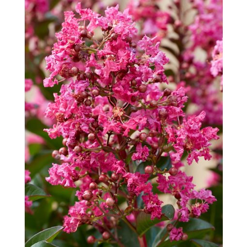 LAGERSTROEMIA Berry Dazzle - Selyemmirtusz