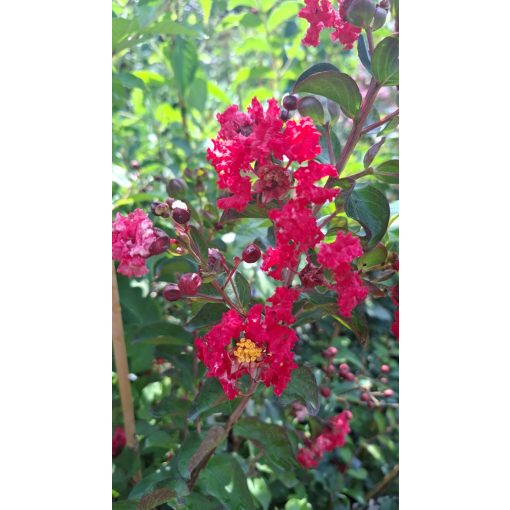 LAGERSTROEMIA Dynamite - Selyemmirtusz