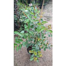 Lagerstroemia Hopi - Selyemmirtusz